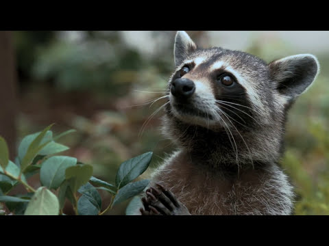 Furry Vengeance official trailer frame with Brendan Fraser besieged by forest animals, hinting at slapstick cues and upbeat needle-drops