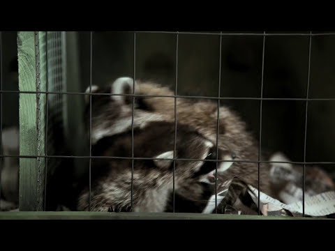 Trailer montage of parties and chases, matching the soundtrack’s quick-switch from indie pop to disco and marches