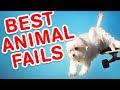 Best Animal Fails Funny Fail Compilation