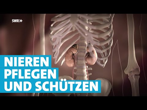 So schützen und pflegen wir unsere Nieren