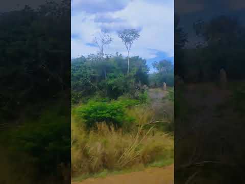 Pelas estradas de Colíder-MT