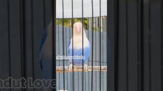Download lagu LOVEBIRD GACOR, LB NGETIK SAMBUNG NGEKEK. LABET NGETIK PANJANG #lovebirds #lovebird #birds mp3