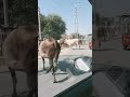 2 Roti Gau Mata Ki Bhaktistatus