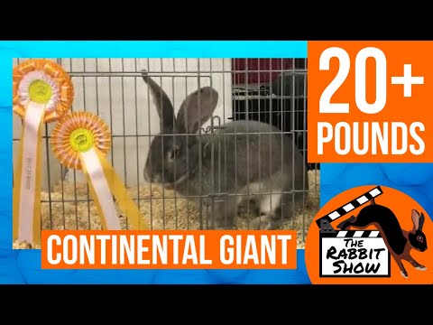 Continental Giant Rabbits over 20lbs Massive Bone & Size | Best of Breed@England’s National Show