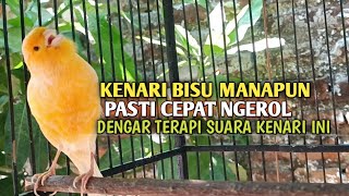 Download lagu kenari gacor panjang Cuit Cuit EMOSI, Pancingan Kenari Paud Belajar Bunyi, terapi AMPUH Kenari MACET mp3 Download lagu kenari gacor panjang Cuit Cuit EMOSI, Pancingan Kenari Paud Belajar Bunyi, terapi AMPUH Kenari MACET mp3