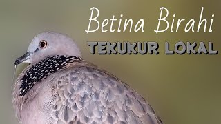Download lagu TEKUKUR BETINA BIRAHI LOKAL ll PANCINGAN TEKUKUR PALING AMPUH ll SUARA JERNIH mp3 Download lagu TEKUKUR BETINA BIRAHI LOKAL ll PANCINGAN TEKUKUR PALING AMPUH ll SUARA JERNIH mp3