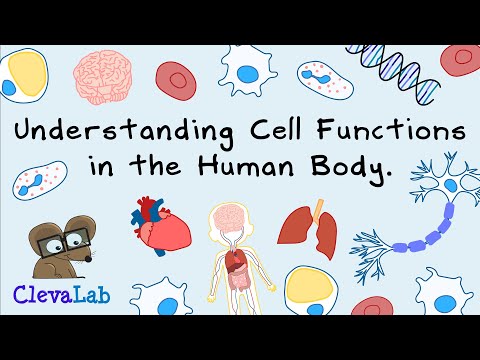 Understanding Cell Functions in the Human Body.