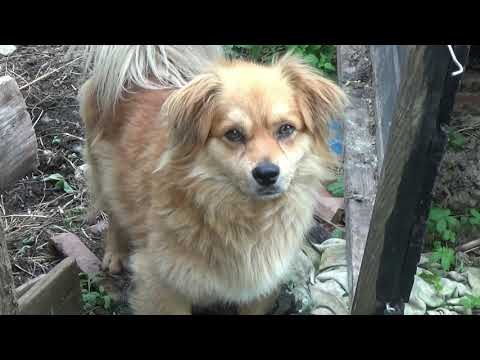 JOSIP GRDEN---------------Raj v mojemu dvorišču