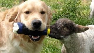 Fazendeira limita suas tarefas devido a paralisia que a debilita. Mas seus cães, ah… eles dão conta
