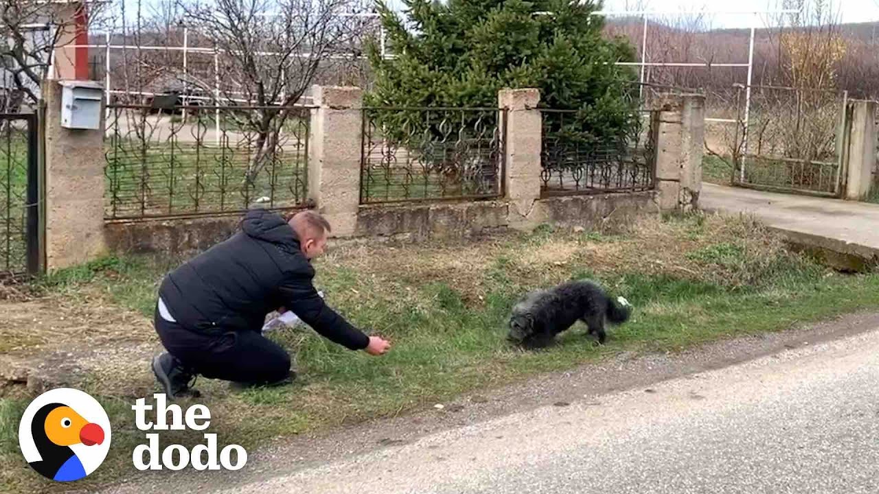 Dog Abandoned On The Road Falls In Love With His Rescuer | The Dodo