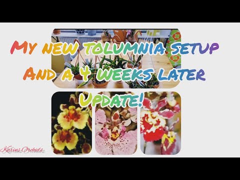 My New Tolumnia Orchid Setup and a 4 weeks later update