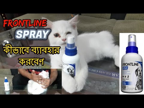 How To Apply FRONTLINE SPRAY For Cat || বিড়ালের গায়ের পোকা নির্মূল কীভাবে করবেন || persian cat