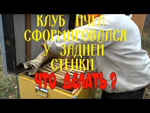 КОГДА  КЛУБ  ПЧЁЛ  СФОРМИРОВАЛСЯ  У  ЗАДНЕЙ СТЕНКИ. ЧТО ДЕЛАТЬ?
