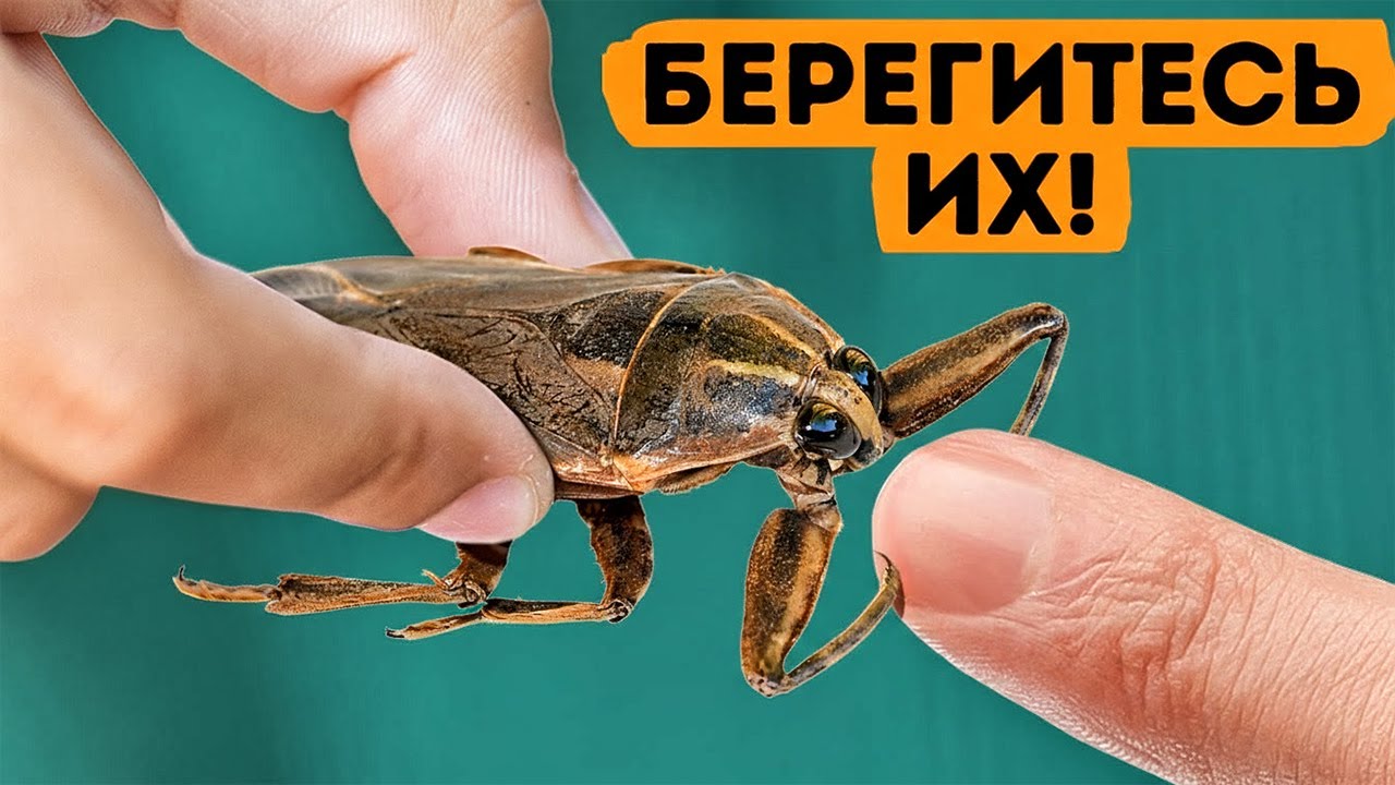 Если ты увидишь этого жука — уходи немедленно (и другие опасные предупрежде?