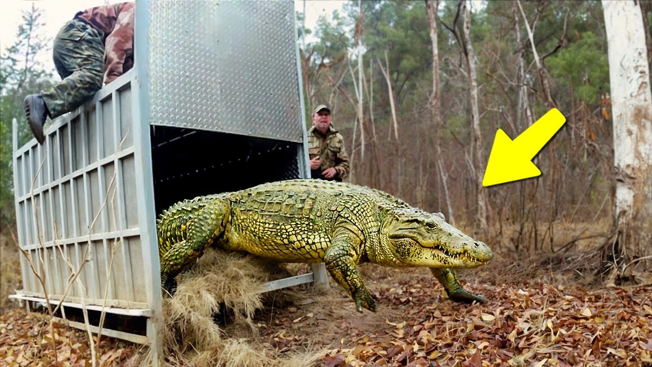 ESTES ANIMAIS ESTÃO SENDO SOLTOS PELA PRIMEIRA VEZ