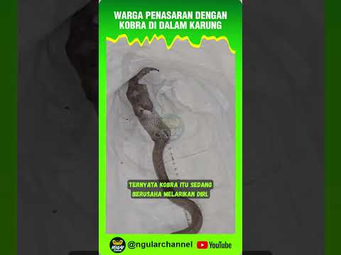 TINGKAH ANEH KOBRA DI DALAM KARUNG PLASTIK #viral #short #ular #hewan