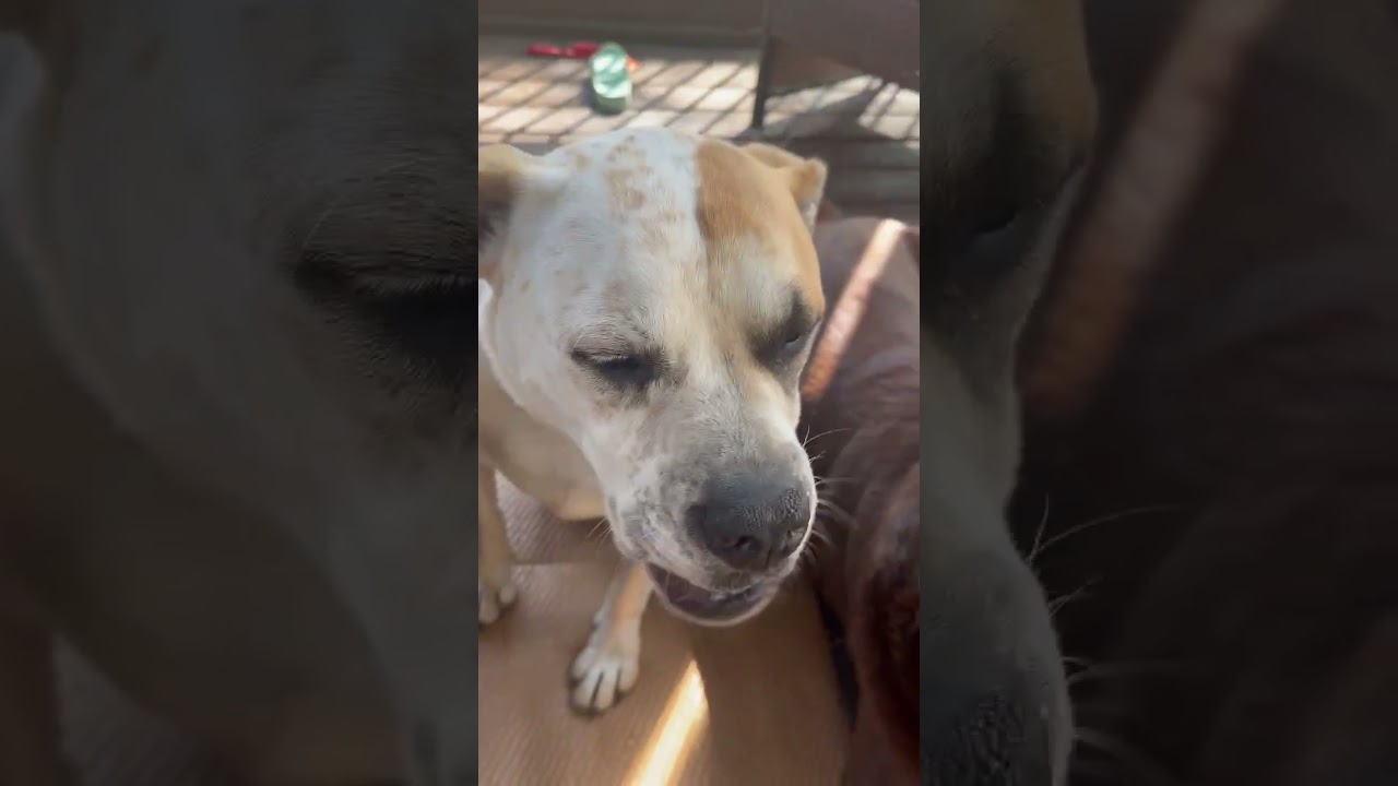 Enlarge Fozzie, an adopted mixed breed in Helena, AL video 3/6