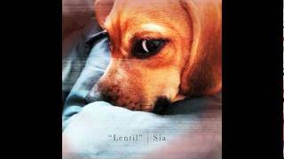 Lentil - Sia