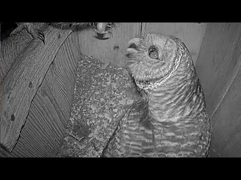 Late-night Crayfish Delivery At Barred Owl Nest Box – March 3, 2024