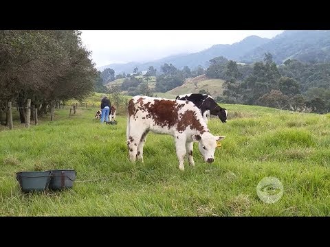 How to achieve good rumen development in calves