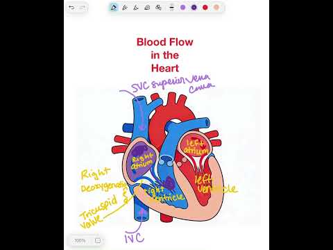 Blood Flow through the Heart (5-min review)