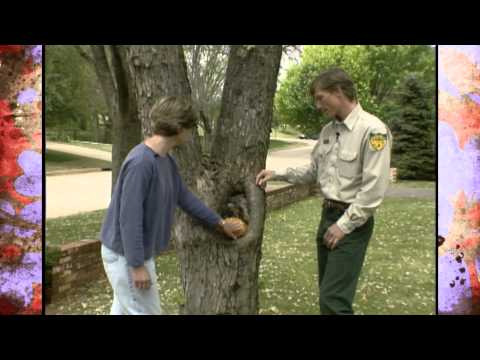 download lagu mp3 mp4 Tree Hole, download lagu Tree Hole gratis, unduh video klip Tree Hole