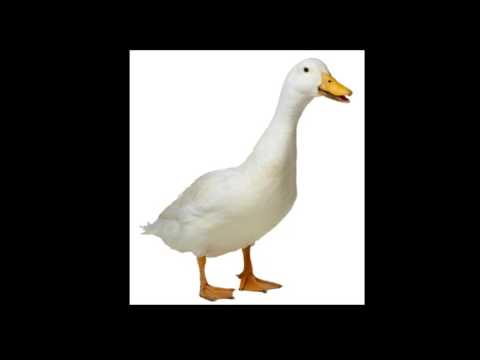 Duck Sound ( Quack )