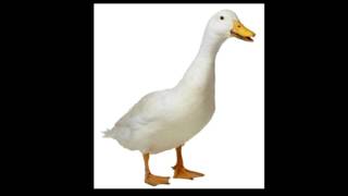 Download lagu Duck Sound ( Quack ) mp3
