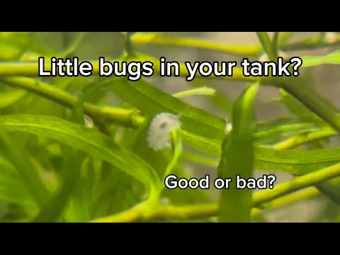 What are scuds? Good or bad for my tank.. Explained