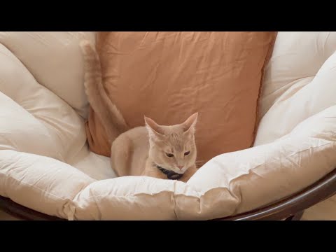 When the zoomies kick in