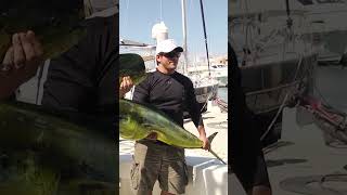 Download lagu Sneaky Sea Lion Steals Fish | FROM THE VAULT mp3