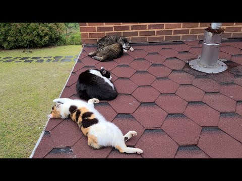 [#280] 비오는 4일동안 마당냥들 이야기(장마온줄...)