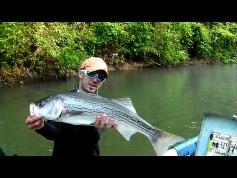 North Fork of the White River, Spring 2011