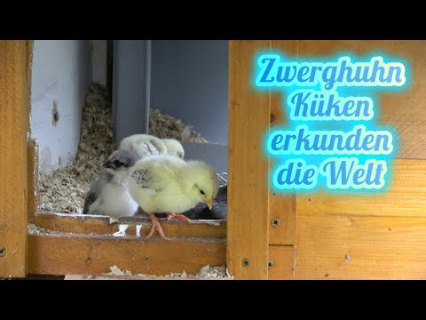 Zwerghuhn Küken 1 Woche alt erkunden die Welt