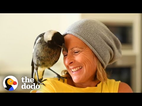 Wild Magpie Knew Exactly What This Family Needed | The Dodo Soulmates