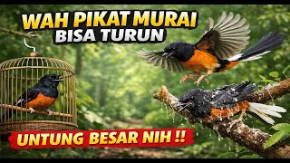 Download lagu Suara Pikat Murai Batu Super Gacor Bikin Untung Jadi Turun mp3