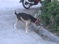 Dog Bite Its Own Leg