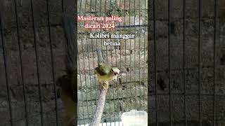 Download lagu kolibri manggar betina gacor #kolibri #shorts #short #kolibrimanggar #masteranburung mp3