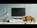 Diego The Sabertooth Tiger Watches The THX Logo