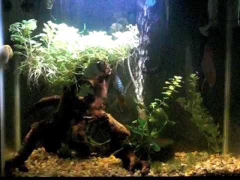 my  amazon discus fish tank