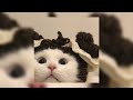 Taylor Swift Shake It Off Sped Up