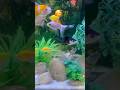 GoldFish Aquarium View Shorts Short Aquarium Goldfish Fancy Fish Panda Best