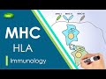 Introduction to Major Histocompatibility Complex (MHC) | MHC Class-1, 2, 3 | Basic Science Series
