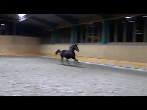 Fidertanz x Damon Hill