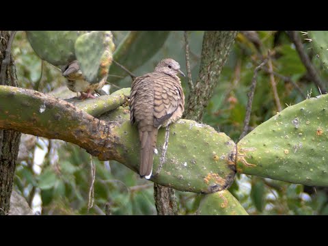 Inca dove Columbina inca call