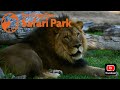 Safari Park Exhibit Walk Lion Camp
