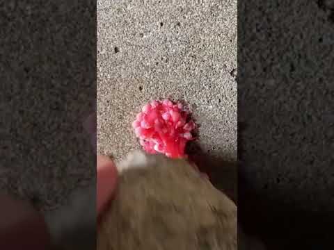 猫を「外来種」に分類:研究者らは奇妙な決定を下す – 彼らは逆風を予想していなかった