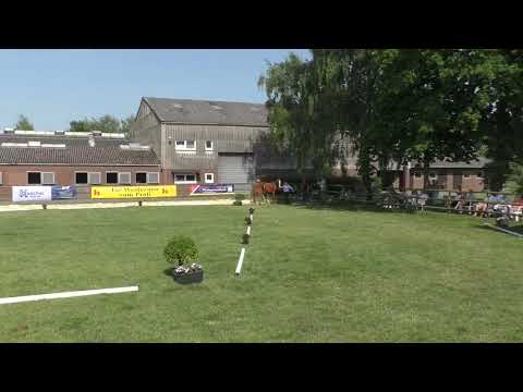 Fohlenschau 2025 - Nr. 21 - Stutfohlen v. Nairobi de Muze