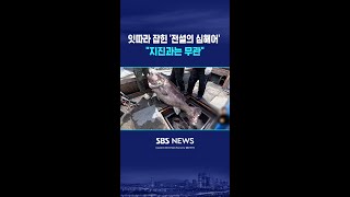 잇따라 잡힌 '전설의 심해어' 지진과는 무관 #shorts