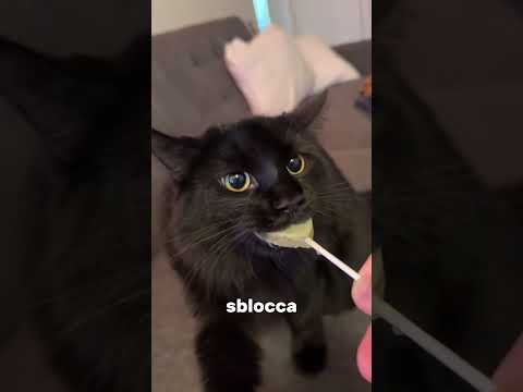 Una pianta che tiene i gatti incollati a sé.